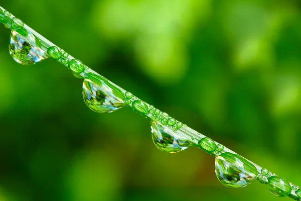 Gota de agua sobre la hierba verde fresca — Foto de Stock