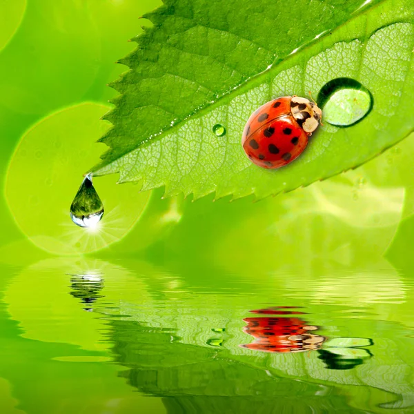 Ladybug drinking fresh morning dew. — Stock Photo, Image