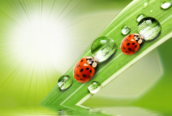 Mariquitas bebiendo rocío fresco . — Foto de Stock