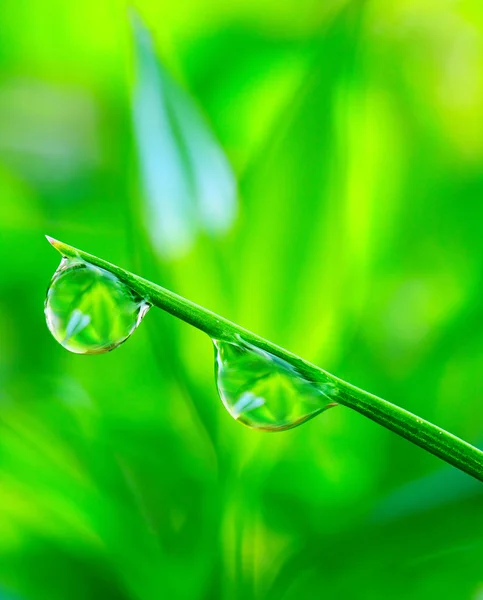 Gota de agua sobre la hierba verde fresca . — Foto de Stock