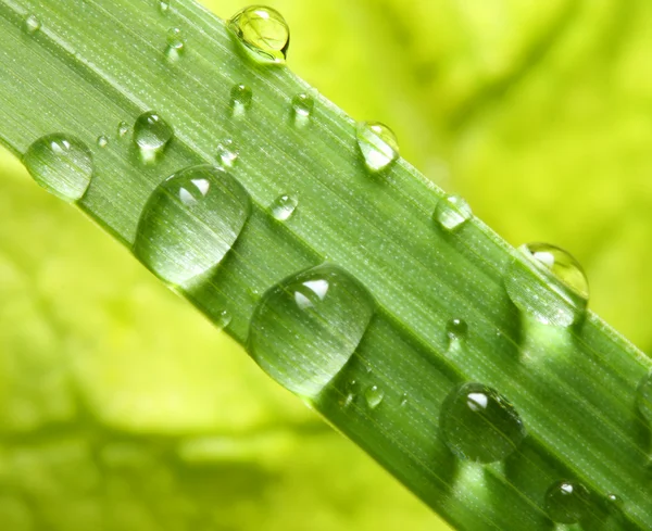 Fresh grass with dew drop — Stock Photo, Image