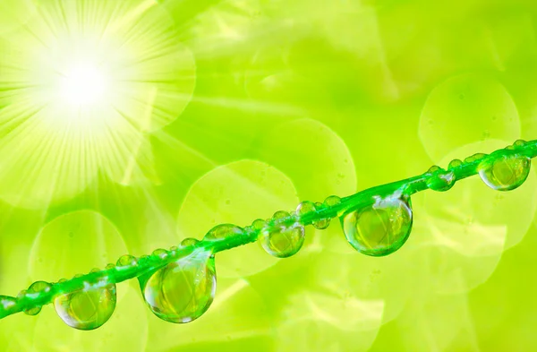 Hierba fresca con gotas de rocío — Foto de Stock