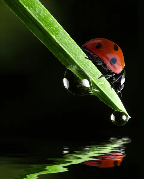 Marienkäfer auf Gras — Stockfoto