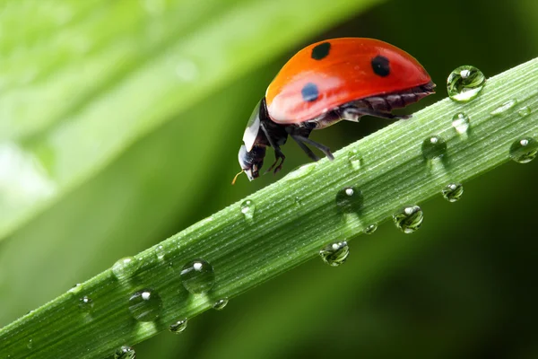 Fresh morning dew and ladybird — Stock Photo, Image