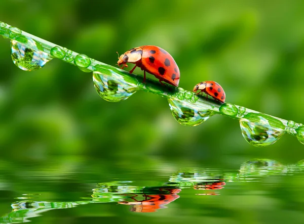 Grappig beeld van lieveheersbeestjes familie op een dewy gras. — Stockfoto