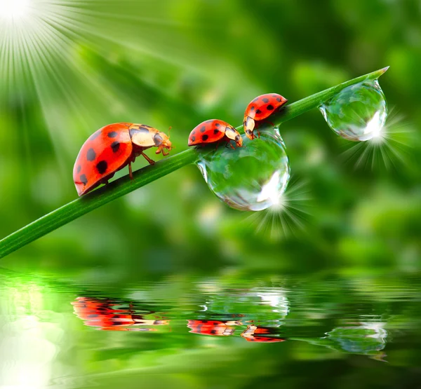 Nemli çimde çalışan üç ladybugs. — Stok fotoğraf