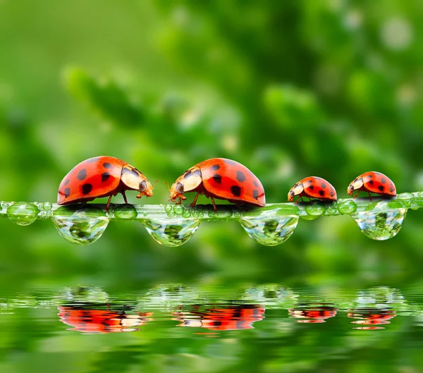 La familia de las mariquitas corriendo en un puente de hierba sobre una inundación de primavera . — Foto de Stock