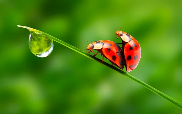 Liefde-maken lieveheersbeestjes paar op een dewy gras. liefde metafoor. — Stockfoto