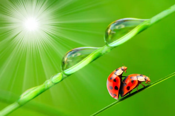 Love-making ladybugs couple — Stock Photo, Image