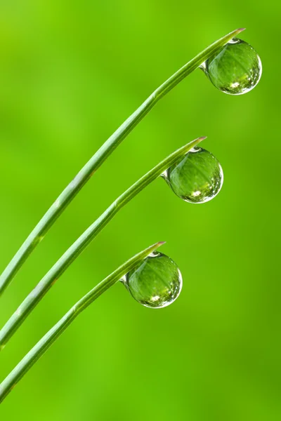 Hierba fresca con gotas de rocío —  Fotos de Stock