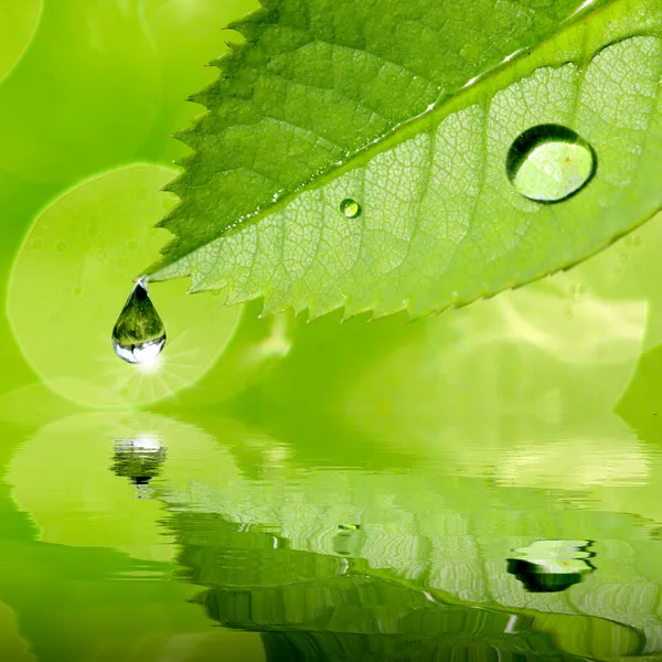 Early morning. Green leaf with dew drops — Stock Photo, Image