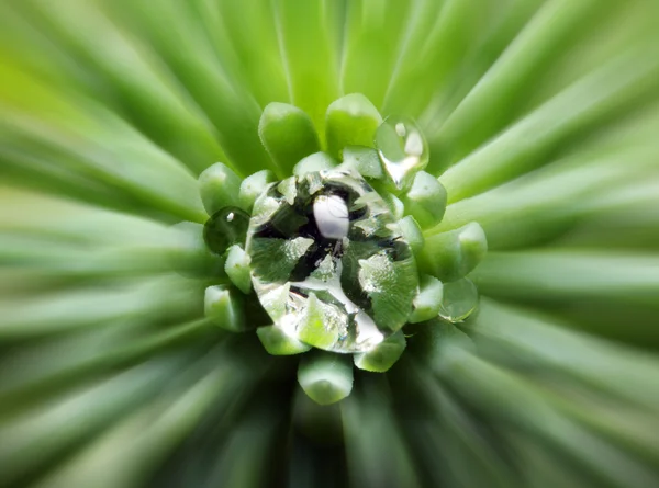 Water drop on green plant — Stock Photo, Image