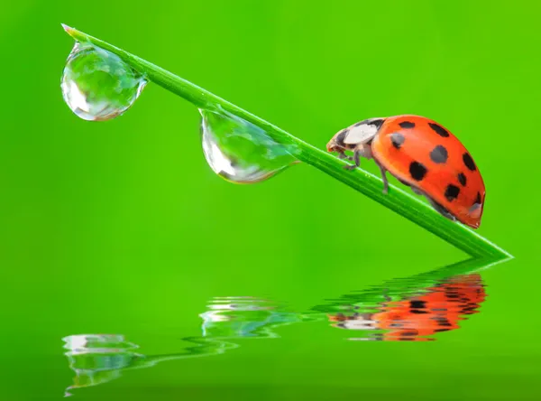 Fresh morning dew and ladybird — Stock Photo, Image