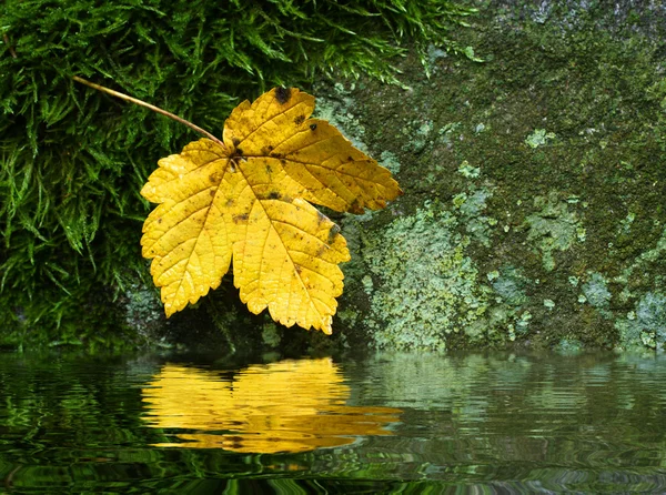 Javorový list podél řeky — Stock fotografie