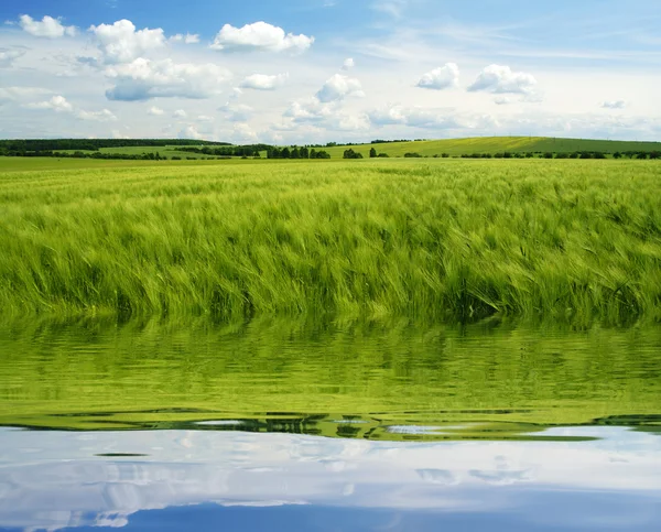 Bosque y lago —  Fotos de Stock