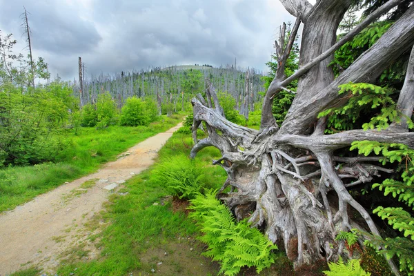 Pathway to Lusen peak — Stock Photo, Image