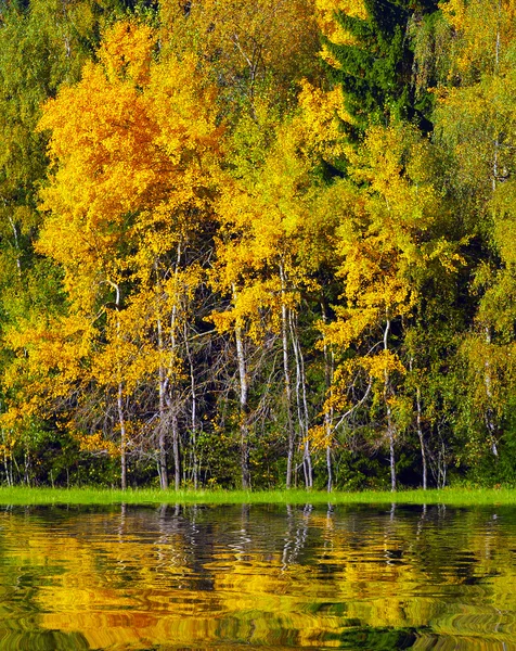 Otoño coloreado en el hermoso Parque Nacional Checo Sumava - Europa — Foto de Stock