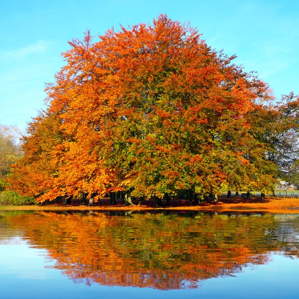 Color otoño en un lago de montaña . — Foto de Stock