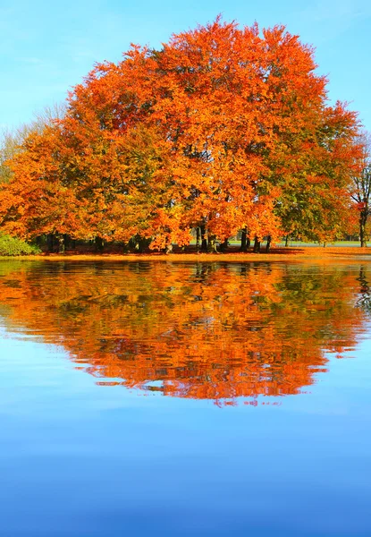 Warna musim gugur di danau pegunungan . — Stok Foto