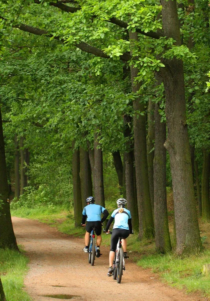 在一片森林的道路上骑自行车的人 — 图库照片