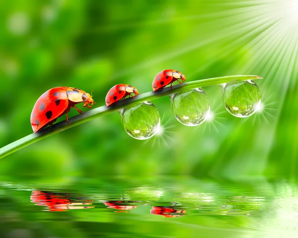 Ladybugs family on a dewy grass. Close up with shallow DOF. Royalty Free Stock Images