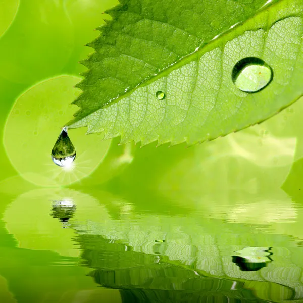 Early morning. Green leaf with dew drops Royalty Free Stock Photos