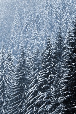 milli park sumava - Çek Cumhuriyeti Avrupa kar titredin ağaçlarda