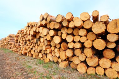 hasat İskoç günlükleri bir yığın üzerinde çam