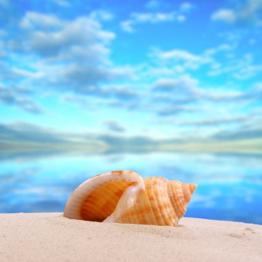 Deniz kabuğu kabuk bir tropikal plaj.