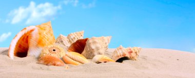 Deniz kabuğu kabuk bir tropikal plaj.