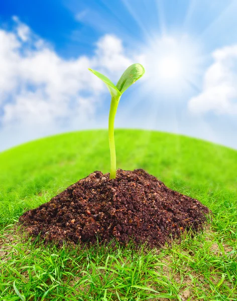 Green globe with young seedling growing in a soil. — Stock Photo, Image
