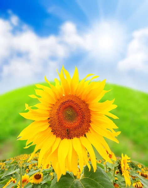 Sonnenblume und Himmel — Stockfoto