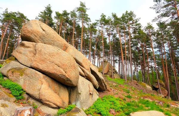 Stein und Kiefern — Stockfoto