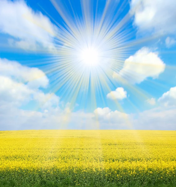 Solen och fält — Stockfoto