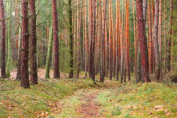 Beautiful natural background from pine forest. — Stock Photo, Image