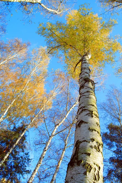 Nyír-erdő — Stock Fotó