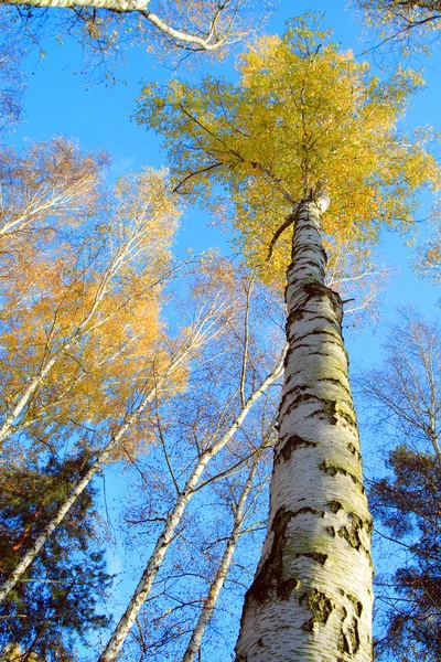 Brzozowy las — Zdjęcie stockowe