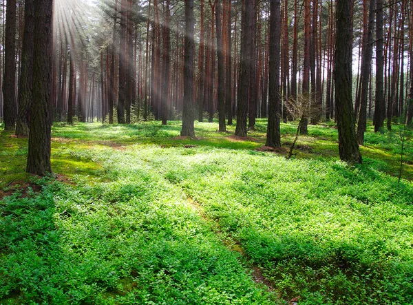 Ochtend in dennenbos — Stockfoto