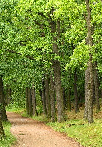 Voorjaarsbos — Stockfoto