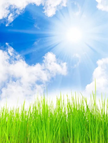 Färsk våren gräs mot solig himmel — Stockfoto