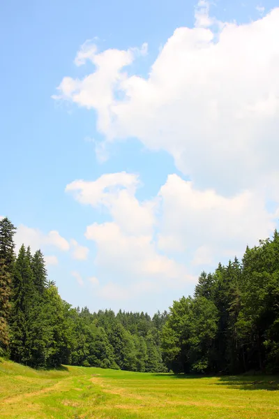 Поляна и лес — стоковое фото