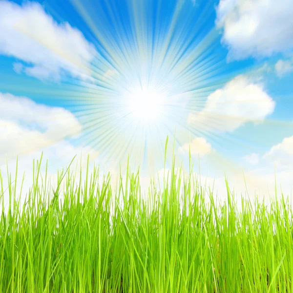 Färsk våren gräs mot solig himmel — Stockfoto