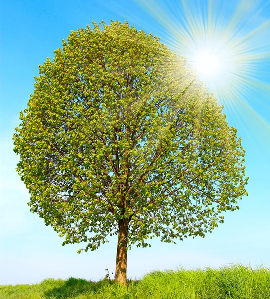 El árbol de cal — Foto de Stock