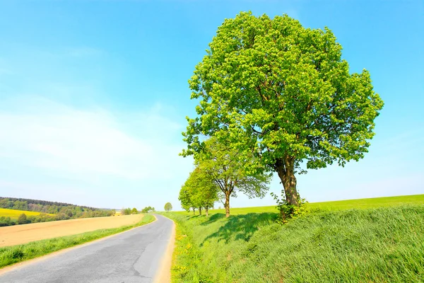 El árbol de cal —  Fotos de Stock