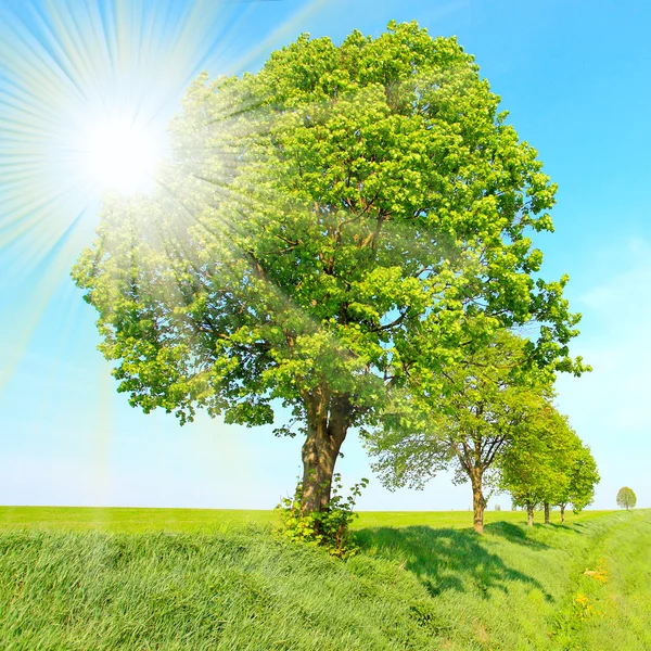 El árbol de cal — Foto de Stock