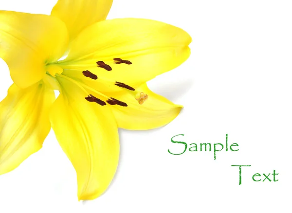 Yellow Lily — Stock Photo, Image