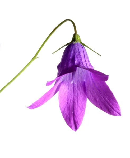 Bell flower — Stock Photo, Image