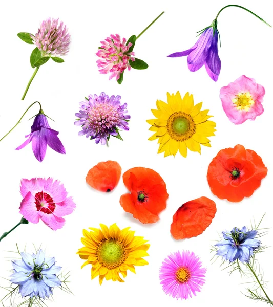 Summer flowers collection — Stock Photo, Image