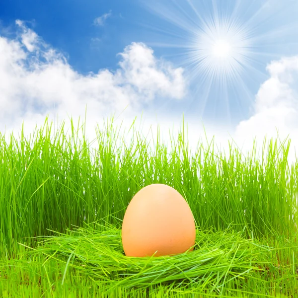 Easter egg in fresh spring grass — Stock Photo, Image