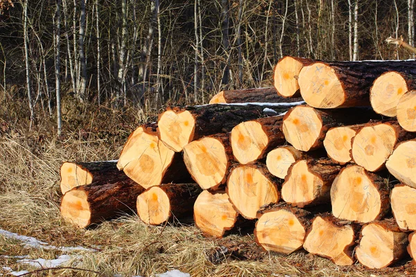 Scots Pine troncos em uma pilha — Fotografia de Stock